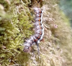Acronicta cuspis