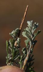 Pentzia