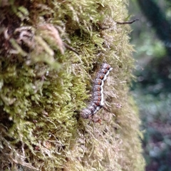 Acronicta cuspis