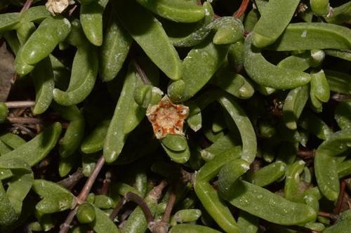 Mitrophyllum abbreviatum (L. Bolus) Schwantes 4