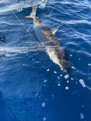 Silky shark