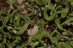 Mitrophyllum abbreviatum