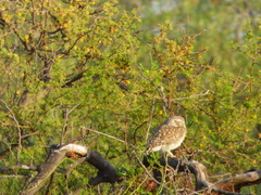 Athene cunicularia