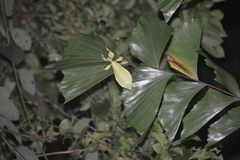 Cryptophyllium chrisangi