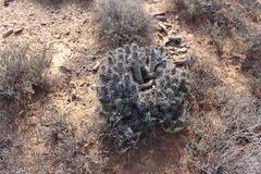 Euphorbia ferox