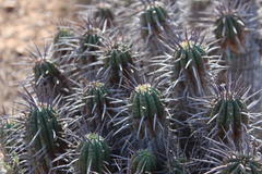 Euphorbia ferox