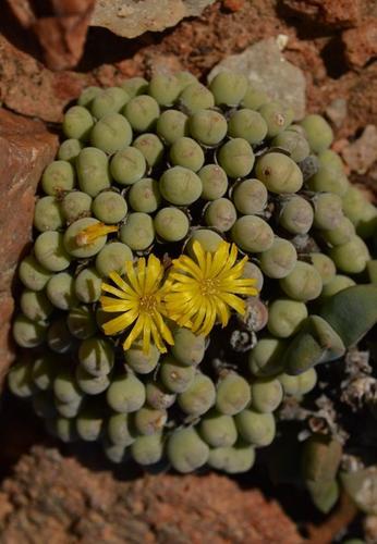 Buttons (Genus Conophytum) · iNaturalist