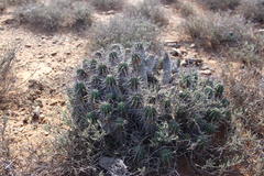 Euphorbia ferox