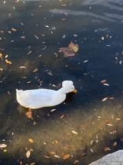 Anas platyrhynchos domesticus