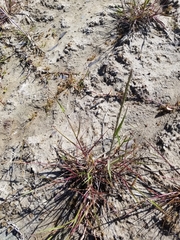 Lolium multiflorum