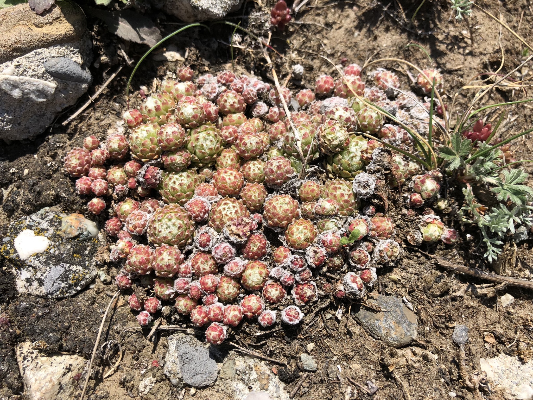 Sempervivum tomentosum C.B.Lehm. & Schnittsp. 3