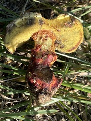 Boletus billieae