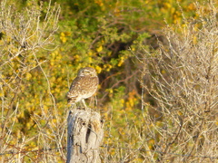 Athene cunicularia
