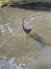 Ardea herodias