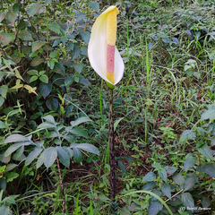 Amorphophallus napalensis