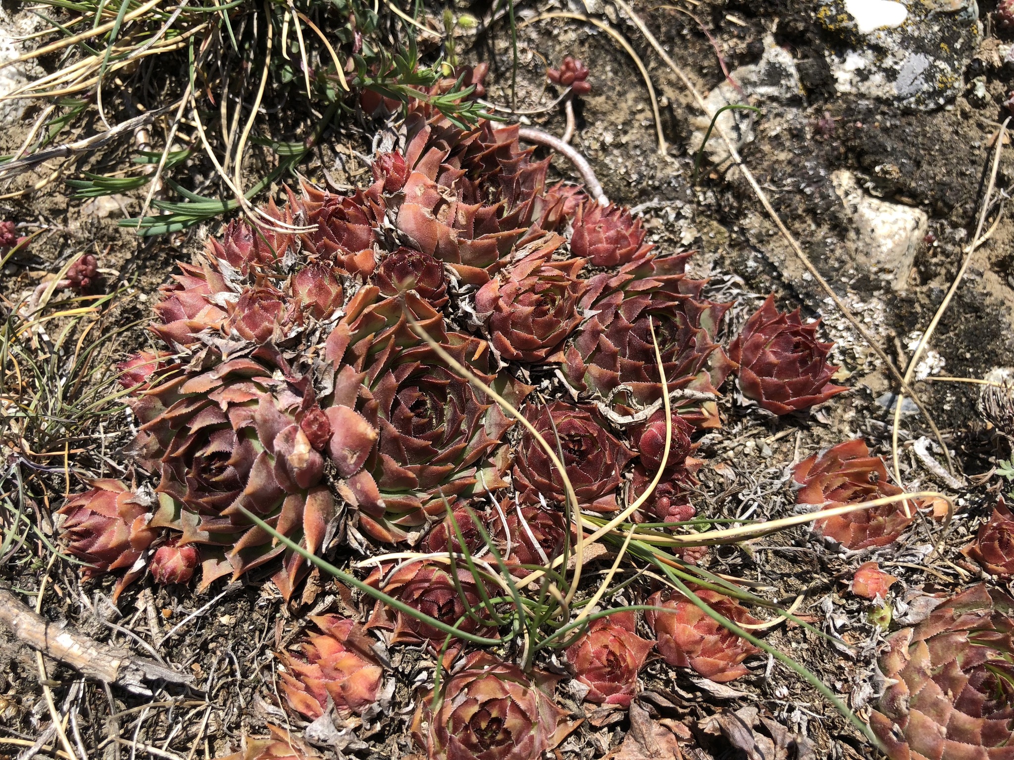 Sempervivum 'Mahogany' 2