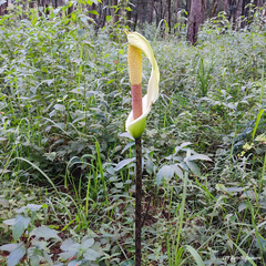 Amorphophallus napalensis