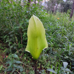 Amorphophallus napalensis