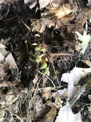 Conocybe deliquescens