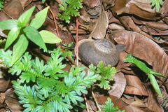 Cyclophorus