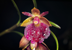 Epidendrum cottoniiflorum, photograph (c) Daniel Mesa, some rights reserved (CC BY)