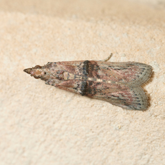 Nephopterix angustella