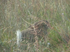 Lepus capensis capensis