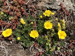 Potentilla pusilla