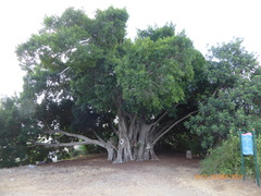 Ficus palmata