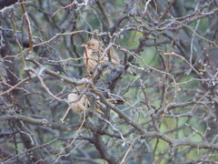 Coryphistera alaudina