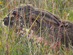 Lepus capensis capensis