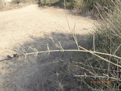 Ephedra foeminea