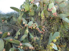 Opuntia ficus-indica