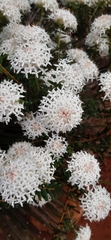 Pimelea spectabilis