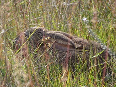 Lepus capensis capensis