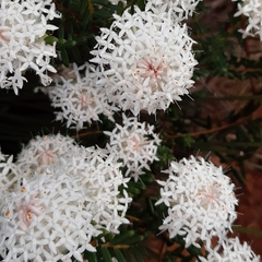 Pimelea spectabilis