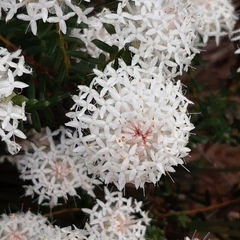 Pimelea spectabilis