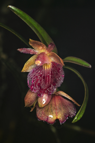 Epidendrum cottoniiflorum (Rchb.f.) Hágsater 2