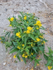 Lysimachia vulgaris