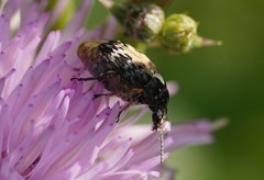 Megabruchidius dorsalis