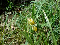 Tulipa biflora sensu lato