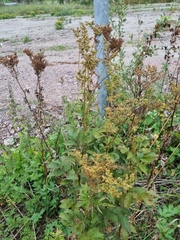 Filipendula ulmaria