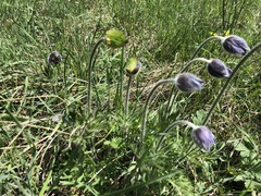 Pulsatilla montana