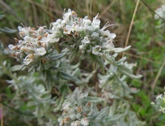 Teucrium capitatum capitatum