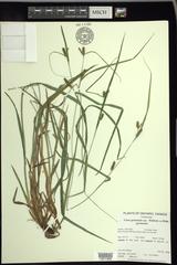 Carex granularis granularis