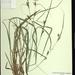 Carex granularis granularis - Photo (c) Michael John Oldham,  זכויות יוצרים חלקיות (CC BY-NC), הועלה על ידי Michael John Oldham