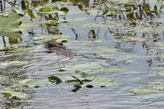 Ondatra zibethicus zibethicus