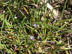 Veronica verna