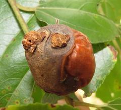 Coniodictyum chevalieri