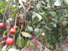Coniodictyum chevalieri